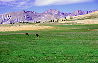 Two deer grazing in a meadow on the Bighorn Plateau with the kaweah peaks in the distance
