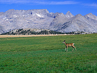 Deer backdropped by the Great Western Divide in the High Sierra