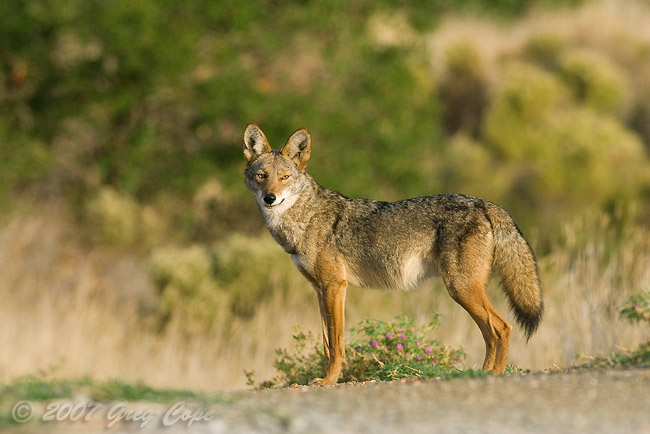 coyote standing broadside on a trail with flowers beneath it and looking toward the camera