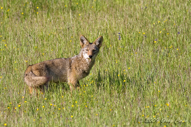 Coyote with prey.