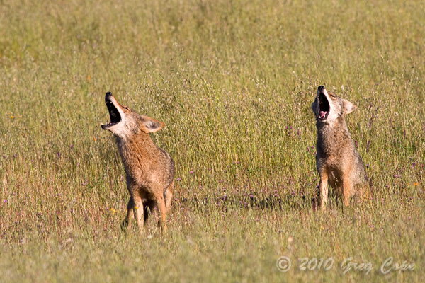 Coyotes barking and howling in a meadow