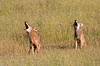 Coyotes barking and howling in a meadow