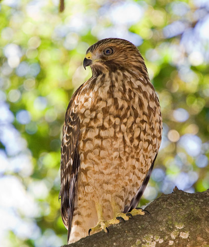 Immature Red Shouldered Hawk Perched under an Oak Tree