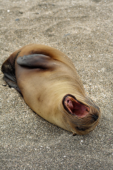 Yawning sea lion