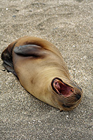 Sea Lion Yawning