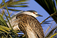 Immature and mature Black Crowned Night Herons, Palo Alto, CA.