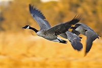 Canadian Geese in flight