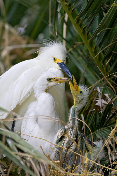 A family of snowy egrets on their nest in a palm tree