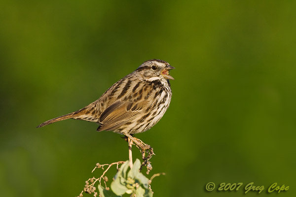 A beautiful Song Sparrow singing on its perch at Palo Alto Baylands