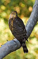 Sharp Shinned hawk with head turned backwards perched in the shade with a bright yellow and green bokeh background