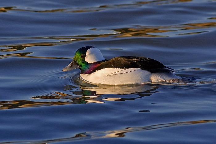 Bufflehead duck with a green and red iridescent head swimming in waves of water reflecting the blue sky