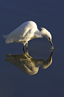 Snowy Egret kissing its reflection