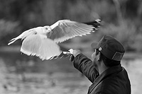 Person feeding a sea gull at Palo Alto Baylands California
