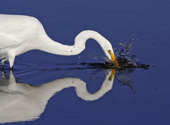 Great egret Spear Fishing