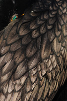 Cormorant feathers and eye