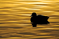 Silhouette at sunset of a ruddy duck with a reflection and wave patterns in water