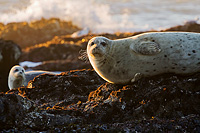Harbor Seal on Rocks with another in the background and the sun setting behind the seals.