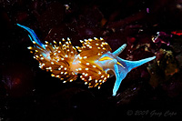 Opalescent Nudibranch 