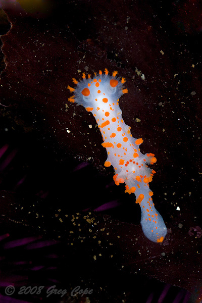 Sea Clown Nudibranch