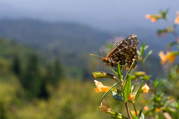 colorful butterfly on yellow flowers with a mountain and forest backdrop