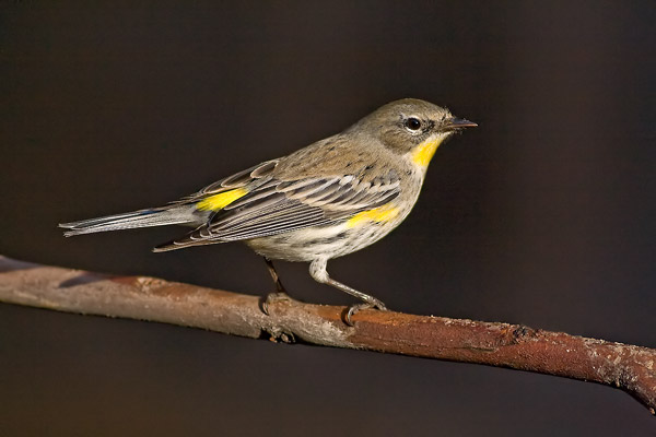 A small bird with a yellow rump and yellow markings on its wings and chest.