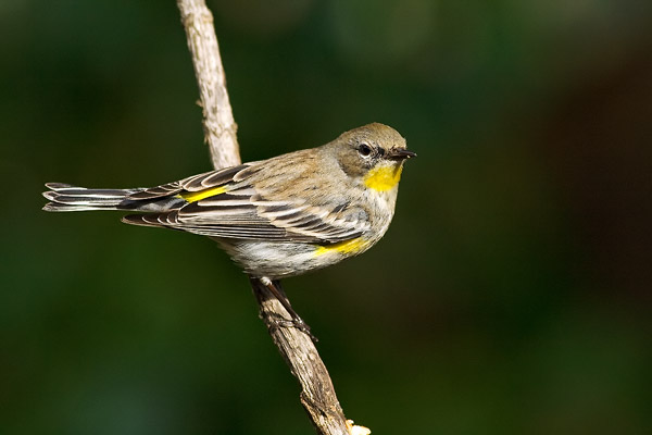 yellow rumped warbler passerine central california