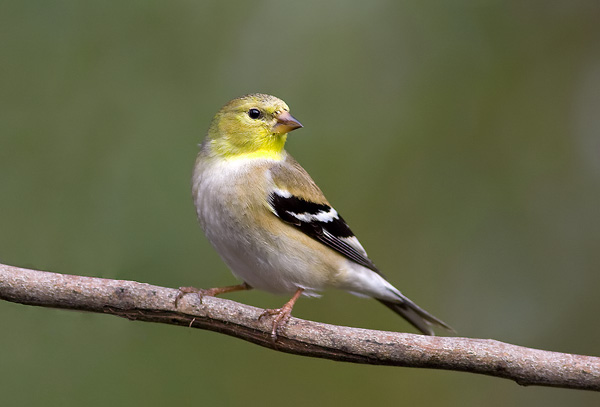 american goldfinch passerine bird on a perch with its head turned and a green background