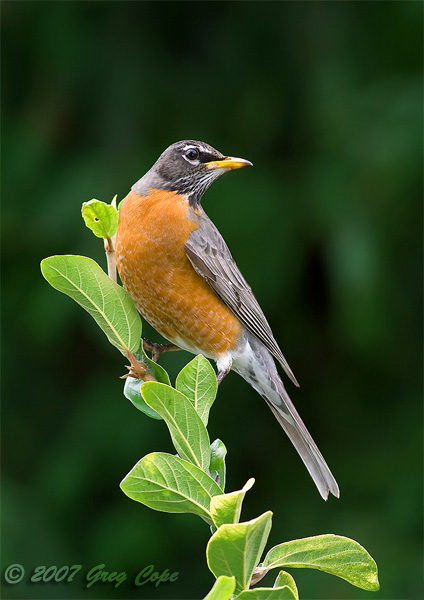 American Robin perched on a branch
