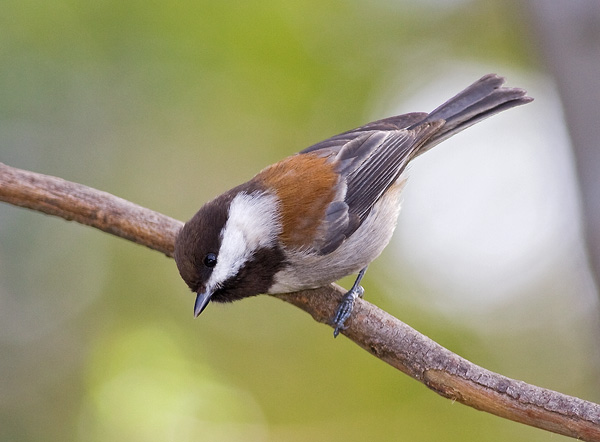 Chestnut Backed Chickadee perching on a branch