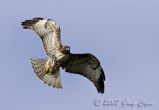 Red Tailed Hawk turning in mid-air