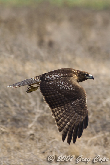Red Tailed Hawk in flight with wings down