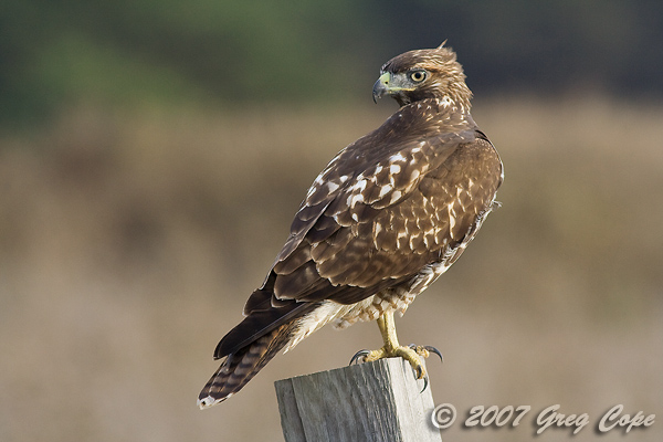 Red Tailed Hawk perched on a nearby fencepost