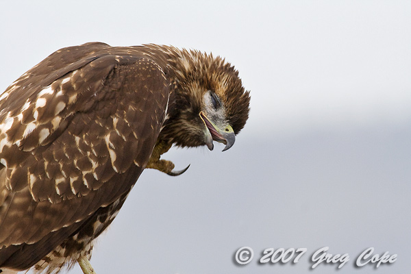 A Red Tailed hawk scratching an itch with its talon. 