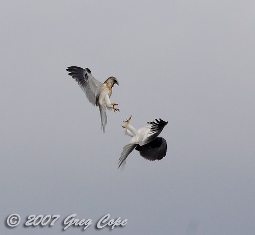 Two White Tailed Kites attacking each other in mid-air