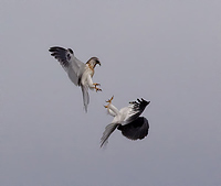 Two White Tailed Kites attacking each other in mid-air