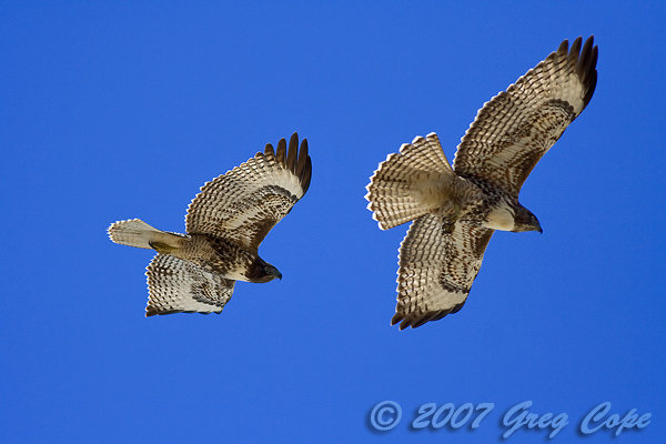 Two Red Tailed Hawks hovering adjacent to each other over the bluffs of Half Moon Bay