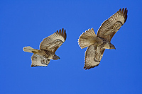 Two Red Tailed Hawks hovering adjacent to each other over the bluffs of Half Moon Bay