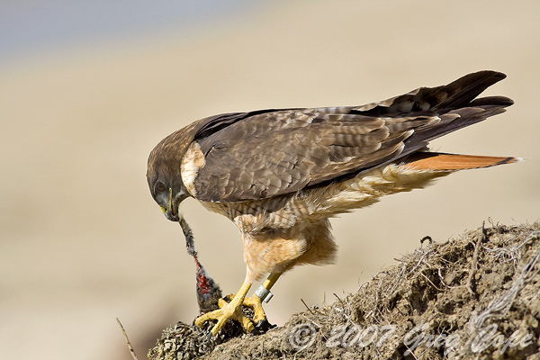 Red tailed hawk eating a vole on a cliff 
