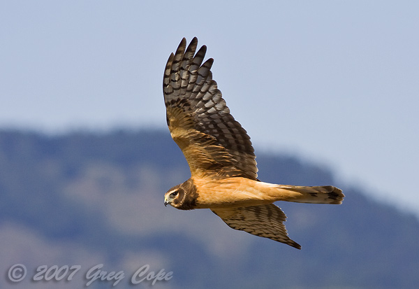 Mid air photograph of a Northern Harrier flying past.