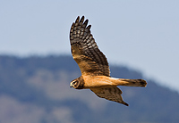 Mid air photograph of a Northern Harrier flying past.