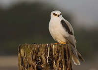 White Tailed Kite perched on a post in the Field of Blufftop Coastal Park in the setting sun