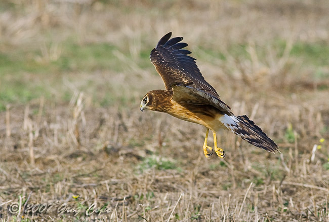 Northern Harrier hunting the fields of Half Moon Bay