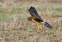Northern Harrier hunting the fields of Half Moon Bay