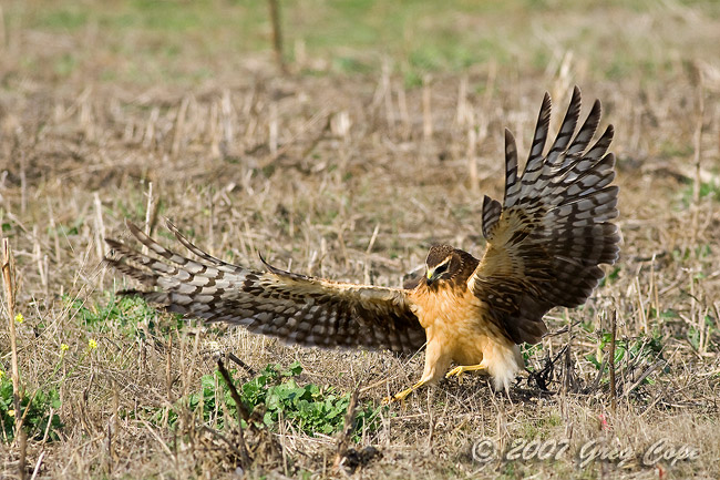 Wingspan of a Northern Harrier as it pounces on prey in the grass of Blufftop Coastal Park