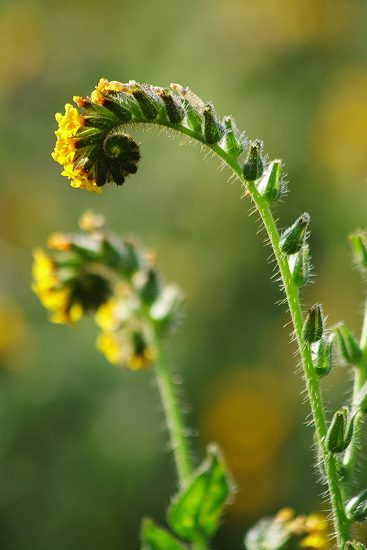 Fiddleneck flowers at Selby Campground in the Carrizo Plain, California