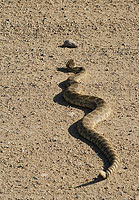 Rattlesnake on a dirt and pebble road in spring in the carrizo plain