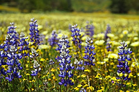 Wildflowers at Shell Creek in central California