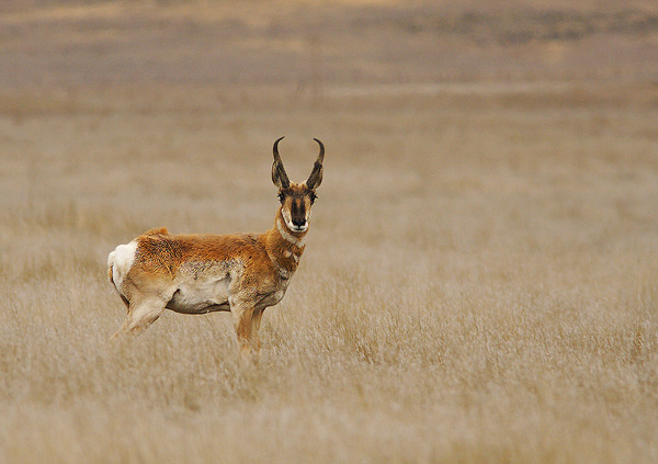 Pronghorn Antelope in the grass at Carrizo Plain