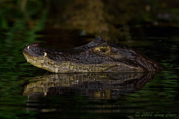 caiman. Caiman (Caiman crocodilus)