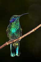 Green Violet Ear Hummingbird
